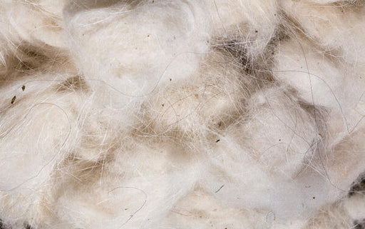 cashmere wool harvested