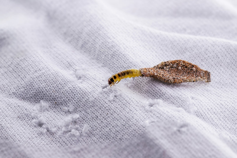 How To Fight A Moth Infestation And Protect Your Home how-to-fight-a-moth-infestation-and-protect-your-home