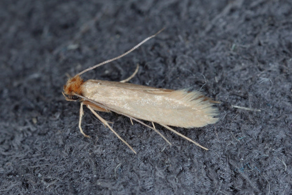 a close up of a Clothes Moth (Tineola bisselliella) on a dark wool fabric
