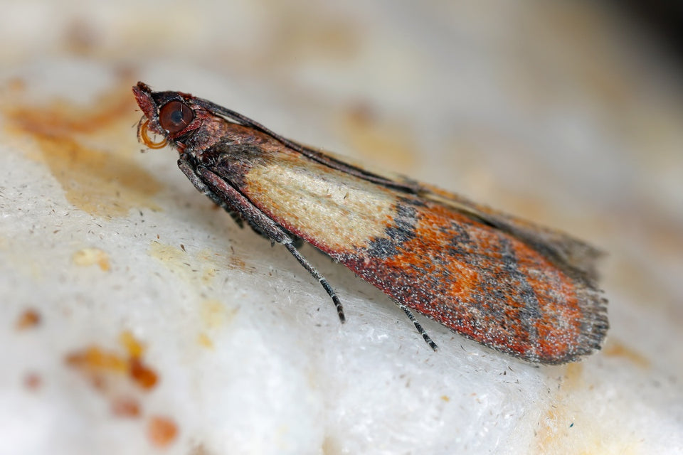 a close up of a Pantry Moth (Indian Meal Moth)