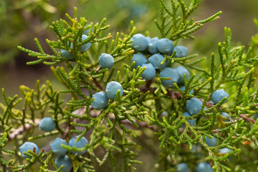 Juniperus Virginiana or Red Cedar bearing berries