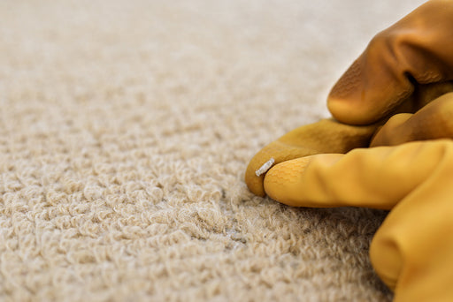 a case-making moth larvae found on a wool carpet