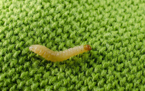 how big are clothes moth larvae how do I get rid of clothes moth larvae