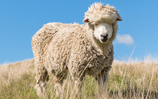 merino wool sheep