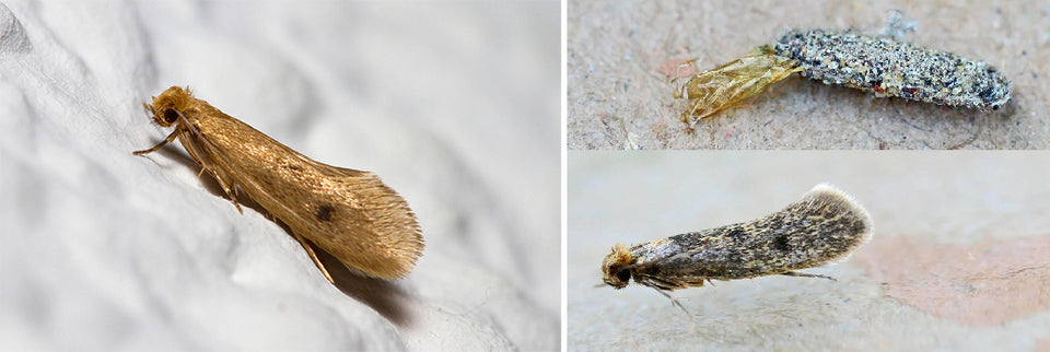 Can You Mothproof Your Carpets?