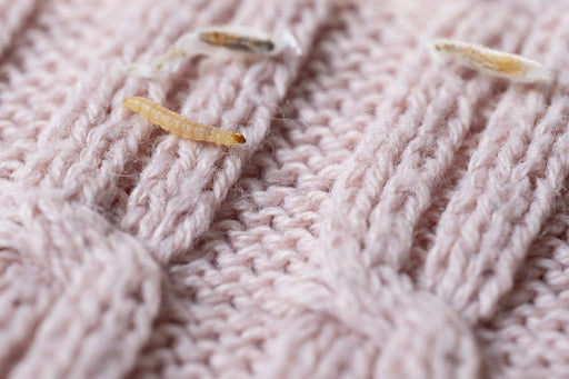 a close up of a Clothes Moth Larva and a Larva in its webbing on woollen fabric