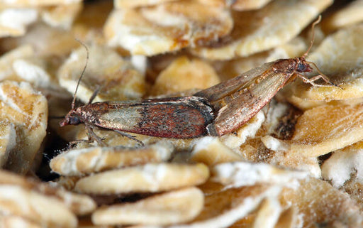 https://www.mothprevention.com/cdn/shop/files/pantry_moth_infestation_indian_meal_moth.jpg?v=1613693306&width=512