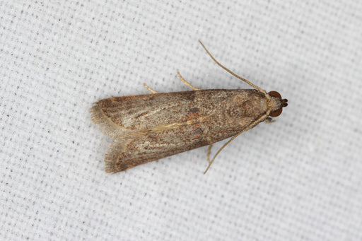 Mediterranean flour moth