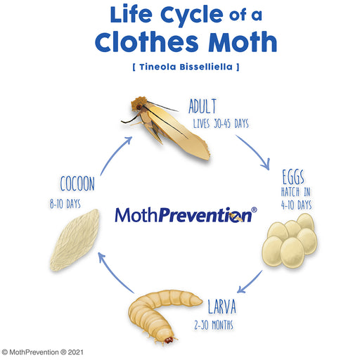the Life Cycle of the Clothes Moth