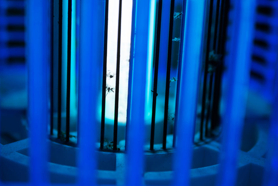 the UV light of a bug zapper