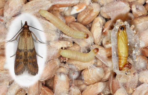three stages of the Pantry Moth, from larvae to pupa to adult moth