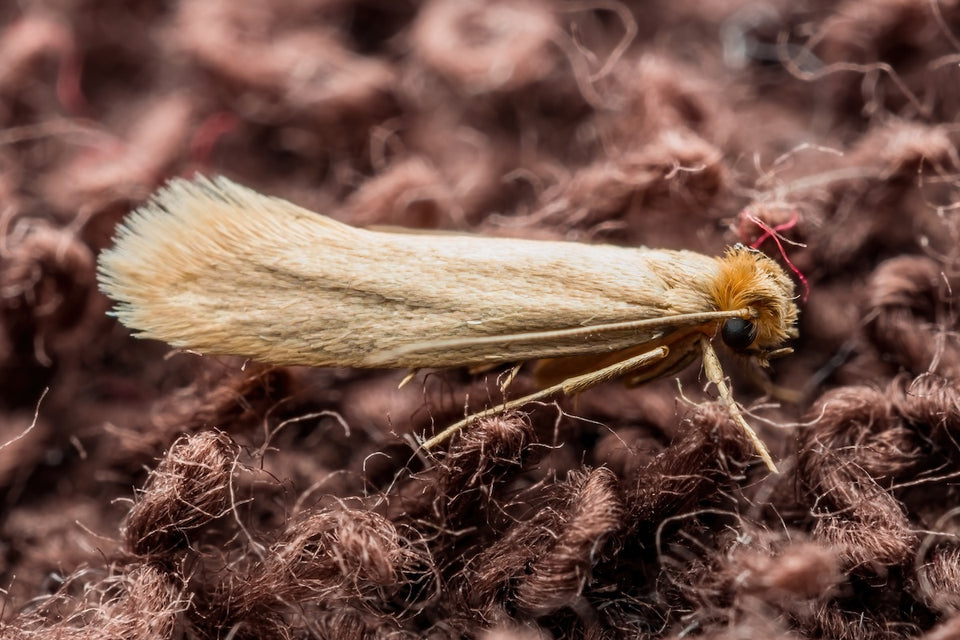 a close up of the webbing Clothes Moth (Tineola bisselliella)