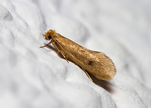 webbing clothes moth