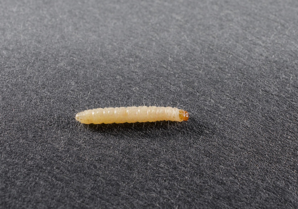 a close up of the moth larvae which are cream-colored with brown heads