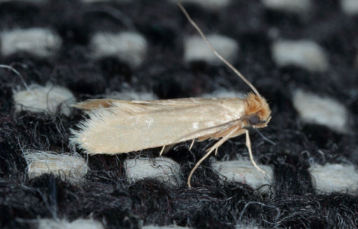 a Clothes Moth