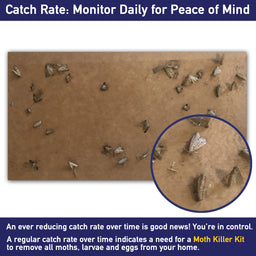 Catch Rate of Clothes Moth Traps